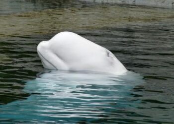 Las belugas son una especie protegida que no puede sobrevivir mucho tiempo en agua dulce. Foto: Pixabay License.
