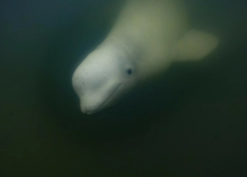 Una beluga en las turbulentas aguas de la Bahía de Hudson, Canadá. Foto: AFP.