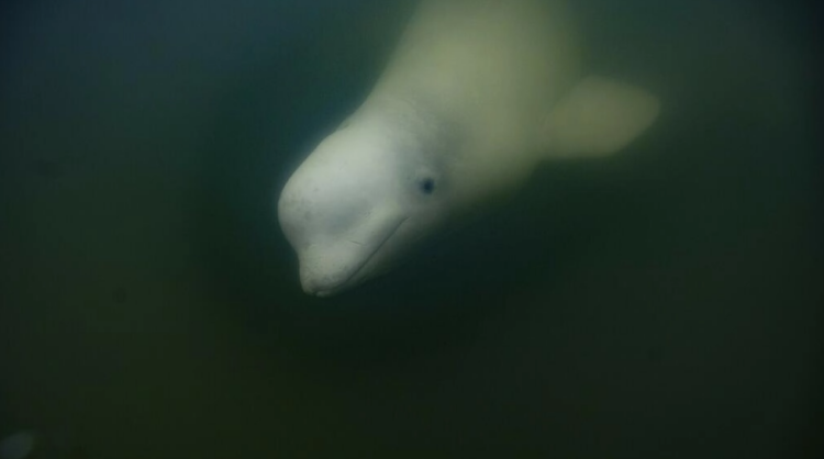 Una beluga en las turbulentas aguas de la Bahía de Hudson, Canadá. Foto: AFP.