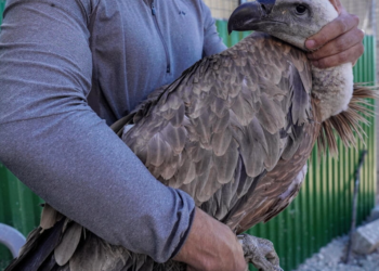 Uno de los buitres salvajes es atendido por el veterinario Constantinos Antoniou, quien le adhiere un GPS, en el pueblo de Korfi. Foto: AFP.