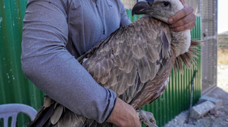 Uno de los buitres salvajes es atendido por el veterinario Constantinos Antoniou, quien le adhiere un GPS, en el pueblo de Korfi. Foto: AFP.