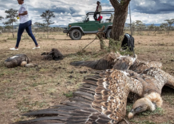 Más de 150 buitres en peligro de extinción fueron envenenados en África. Foto: AFP.