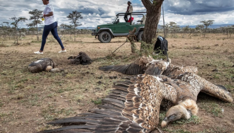Más de 150 buitres en peligro de extinción fueron envenenados en África. Foto: AFP.