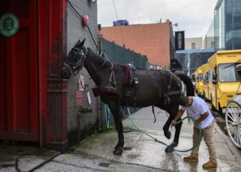 Un caballo de carruaje es aseado por su propietario. Foto: AFP.
