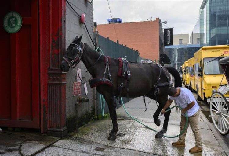 Un caballo de carruaje es aseado por su propietario. Foto: AFP.