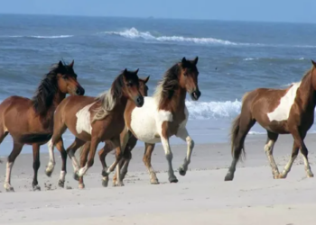 Un grupo de caballos salvajes corren libres por la isla de Assateague. Foto: National Park Service.