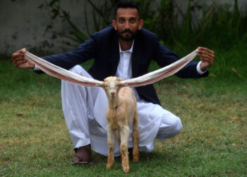 Simba, el cabrito con orejas de más de medio metro de largo. Foto: AFP.