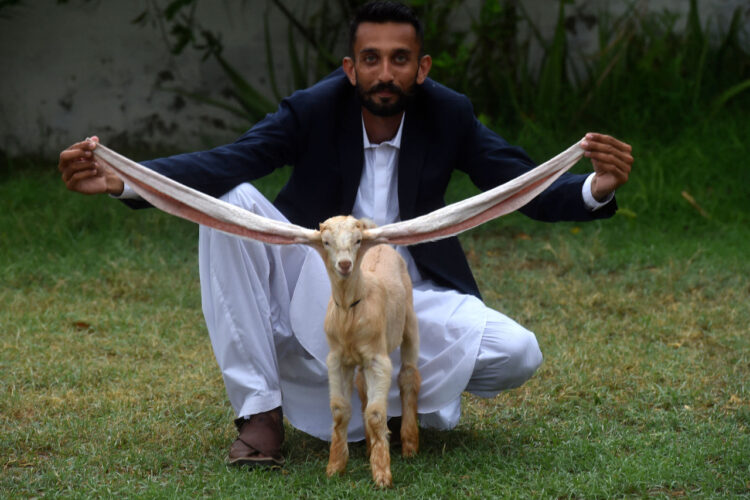 Simba, el cabrito con orejas de más de medio metro de largo. Foto: AFP.
