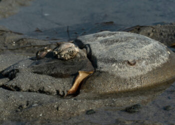 Cangrejo herradura en una playa. Foto: AFP.