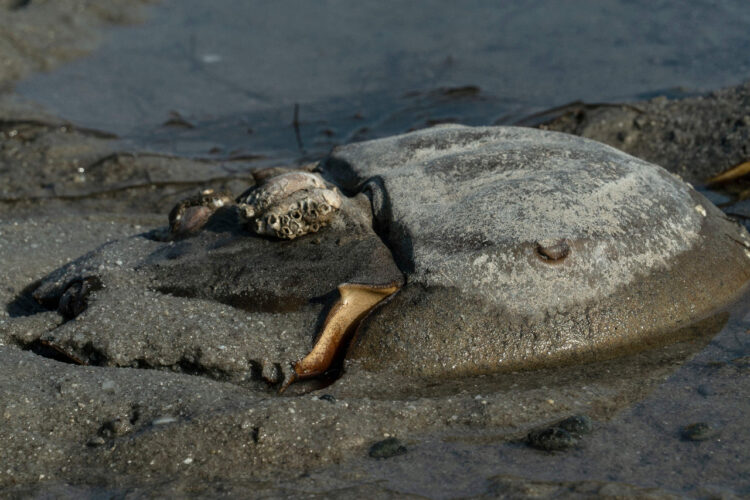 Cangrejo herradura en una playa. Foto: AFP.