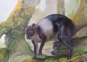 Nuevo género de canguro genuino de Papúa Nueva Guinea. Ilustración: Peter Schouten.