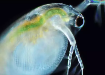 El crustáceo de agua dulce Daphnia (pulga de agua) es un organismo de investigación común en ecología, toxicología, biología del desarrollo evolutivo y otros campos. Foto: Proyecto Agua.