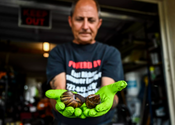 Jay Pasqua, residente local del condado de Pasco, sostiene caracoles africanos gigantes muertos que encontró en su patio trasero en New Port Richey, Florida. Foto: AFP.