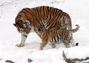 Un análisis de los genomas completos de 32 especímenes representativos de tigres confirman una división de esta especie en seis grupos genéticamente distintos. Foto: Dave Pape.