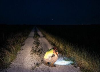 Enrique Galán es un cazador profesional que ayuda a controlar la población de pitones de los Everglades, que se estima en decenas de miles. Foto: AFP.