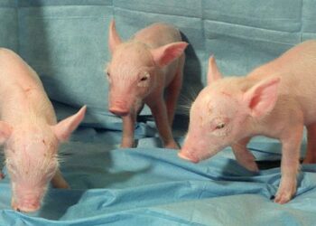 Tres miniaturas de cerdos de la Universidad de Missouri. Foto: AFP.
