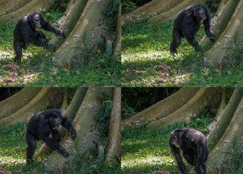Secuencia de imágenes de un chimpancé tocando 'batería' con la raíz de un árbol en el bosque de Budongo en Uganda. Fotos: AFP.