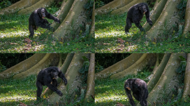 Secuencia de imágenes de un chimpancé tocando 'batería' con la raíz de un árbol en el bosque de Budongo en Uganda. Fotos: AFP.