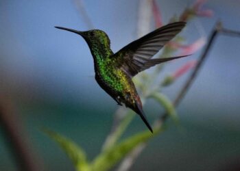 Un colibrí (Amazilia tobaci erythronotus) vuela en un jardín de Caracas. Foto: AFP.