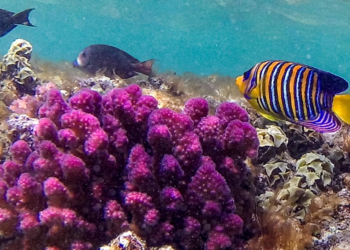 En en mar Rojo, en Egipto, un pez cirujano estriado nada junto a un coral. Foto: AFP.
