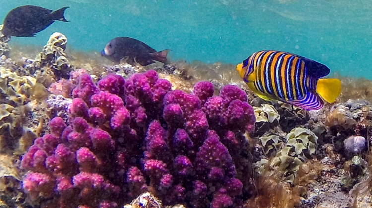 En en mar Rojo, en Egipto, un pez cirujano estriado nada junto a un coral. Foto: AFP.