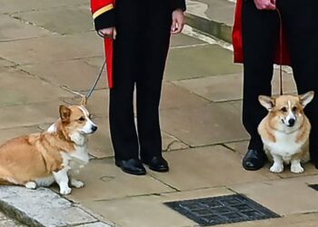 Los corgis de la reina Isabel II, en el día de su funeral. Foto: AFP.