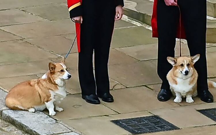 Los corgis de la reina Isabel II, en el día de su funeral. Foto: AFP.