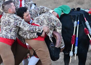 En la corrida de toros portuguesa, hábiles jinetes lidian con los toros en el ruedo. Foto: AFP.