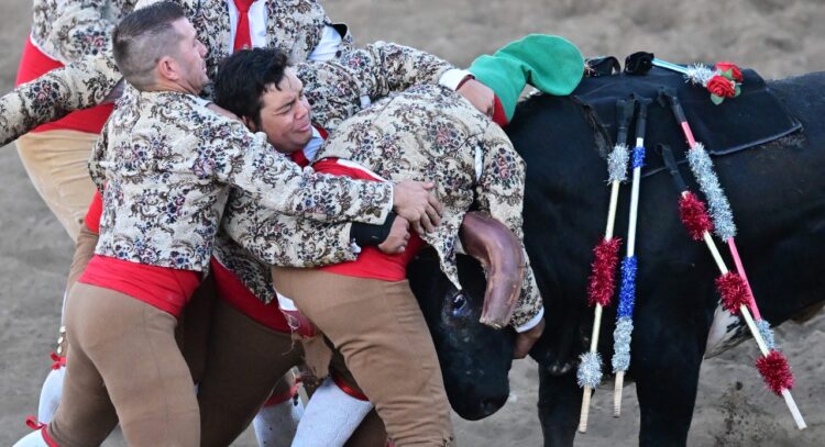 En la corrida de toros portuguesa, hábiles jinetes lidian con los toros en el ruedo. Foto: AFP.
