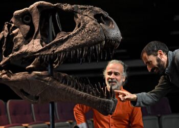 Los paleontólogos argentinos Sebastián Apesteguia (izquierda) y Pablo Gallina muestran una réplica del fósil de Meraxes gigas, un dinosaurio carnívoro gigante recién descubierto, en la Universidad Maimónides de Buenos Aires, Foto: AFP.