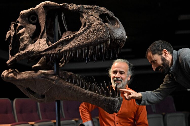 Los paleontólogos argentinos Sebastián Apesteguia (izquierda) y Pablo Gallina muestran una réplica del fósil de Meraxes gigas, un dinosaurio carnívoro gigante recién descubierto, en la Universidad Maimónides de Buenos Aires, Foto: AFP.