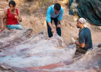 Los científicos presumen que se trata del dinosaurio más grande hallado en Europa. Foto: Facultad de Ciencias de la Universidad de Lisboa.