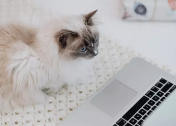 Un gato delante de un ordenador portátil. Foto: Pexels.