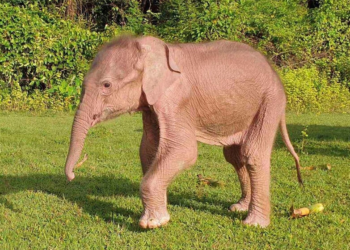 Un pequeño elefante blanco en Taungup, en el estado de Rakáin, Birmania. Foto: AFP.