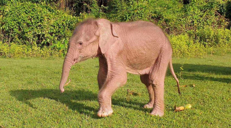 Un pequeño elefante blanco en Taungup, en el estado de Rakáin, Birmania. Foto: AFP.
