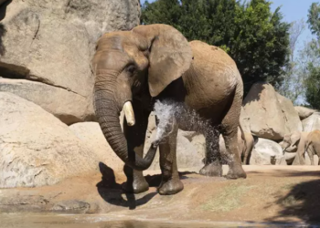 El elefante Kibo. Foto: Bioparc.