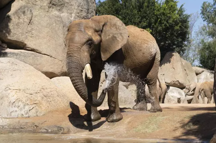 El elefante Kibo. Foto: Bioparc.