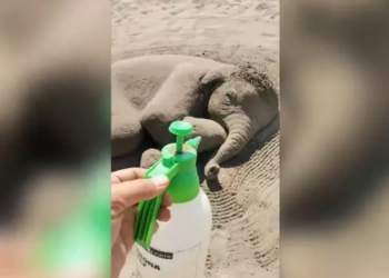 El impresionante elefante de arena, en una playa de Bulgaria. Foto: Captura YouTube.