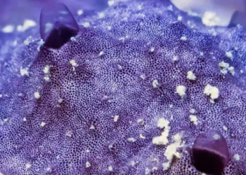 Mecanismo de estornudo en esponjas. Foto: Current Biology.
