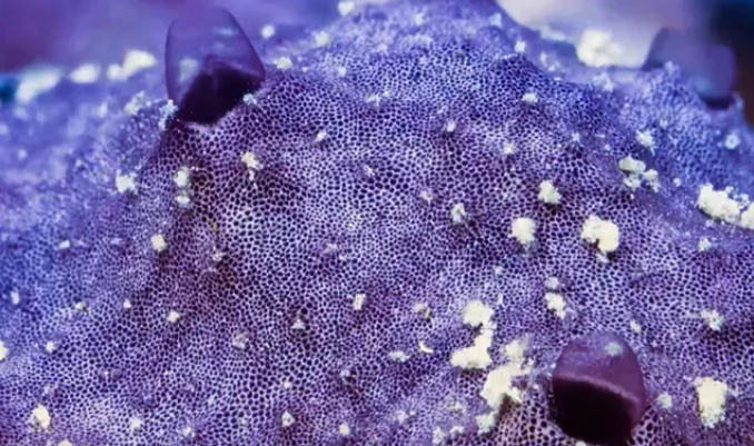 Mecanismo de estornudo en esponjas. Foto: Current Biology.