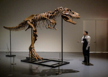 Esqueleto de Gorgosaurus será subastado en Nueva York. Foto: AFP.