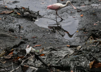 Una espátula camina entre basura en el estuario Salado, en el norte de Guayaquil, Ecuador. Foto: AFP