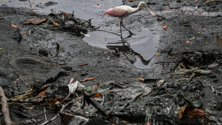 Una espátula camina entre basura en el estuario Salado, en el norte de Guayaquil, Ecuador. Foto: AFP