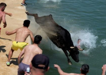 Un toro se precipita al agua en el puerto de Denia durante la celebración de los 'bous a la mar' en esa localidad de la provincia de Alicante, en la costa mediterránea española. Foto: AFP.
