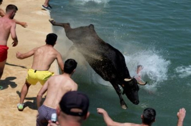 Un toro se precipita al agua en el puerto de Denia durante la celebración de los 'bous a la mar' en esa localidad de la provincia de Alicante, en la costa mediterránea española. Foto: AFP.