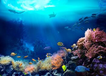 El movimiento de los continentes dio oxígeno a la vida en el fondo de los mares. Foto: AFP.