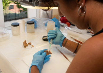 La integrante del Equipo de Investigación de Atapuerca Elena Moreno restaura un hueso facial de un homínido en los laboratorios de la Residencia Gil de Siloe de Burgos. Foto: AFP.