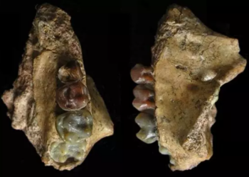 Mandíbula superior del bebé de Yuanmoupithecus. Foto: Europa Press.