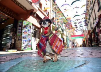 'Goliath', el cachorro de moda. Foto: Álvaro Valero.