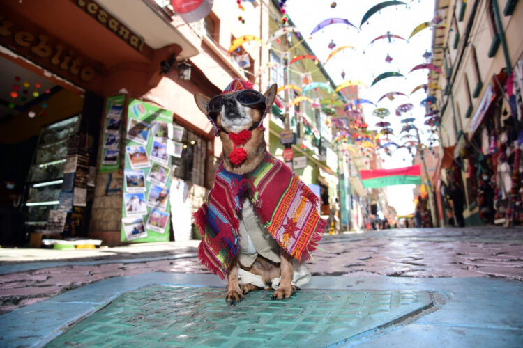 'Goliath', el cachorro de moda. Foto: Álvaro Valero.